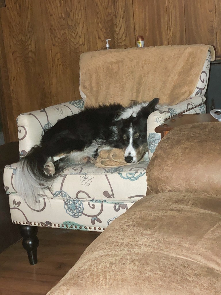 A border collie asleep on a chair