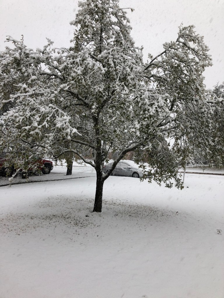 A snow covered tree